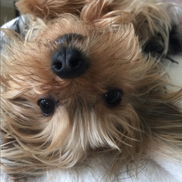 Other - I love Lucy! 💕🐶💕
